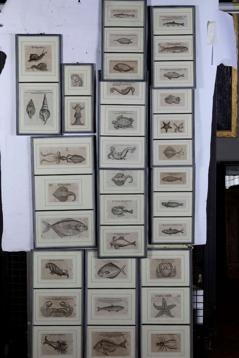 Collezione di stampe a tema ittico  - Asta Dimore Italiane - Cambi Casa d'Aste