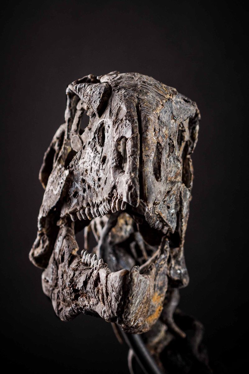 Othnielosaurus