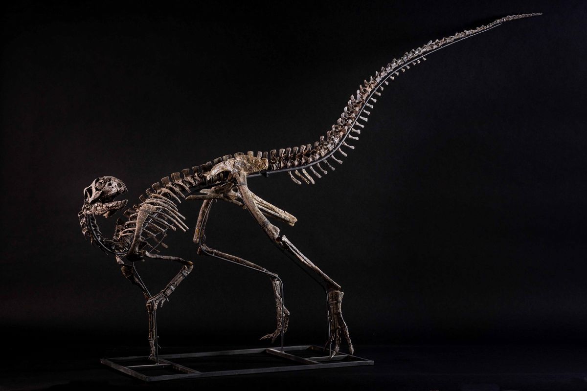 Othnielosaurus