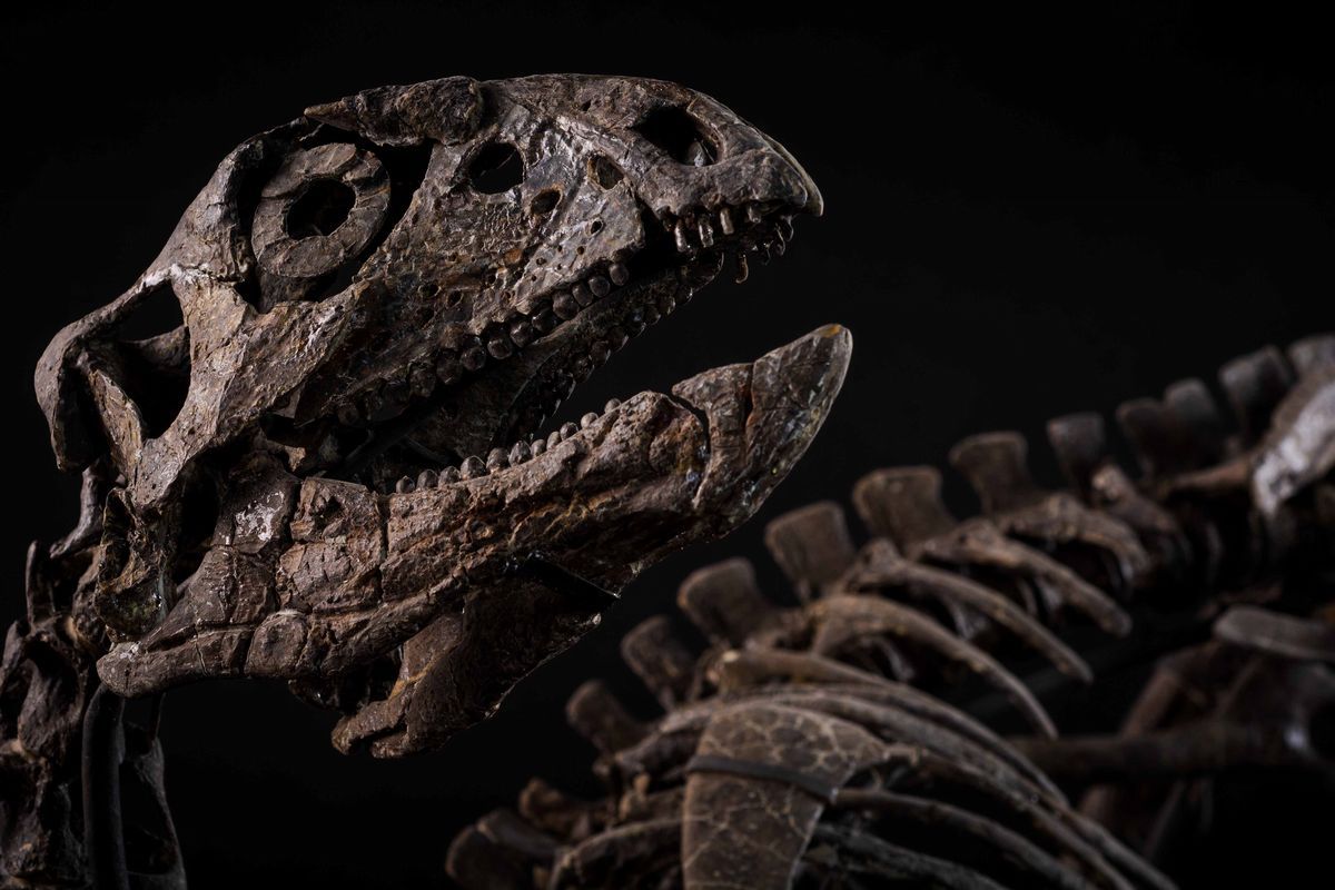 Othnielosaurus
