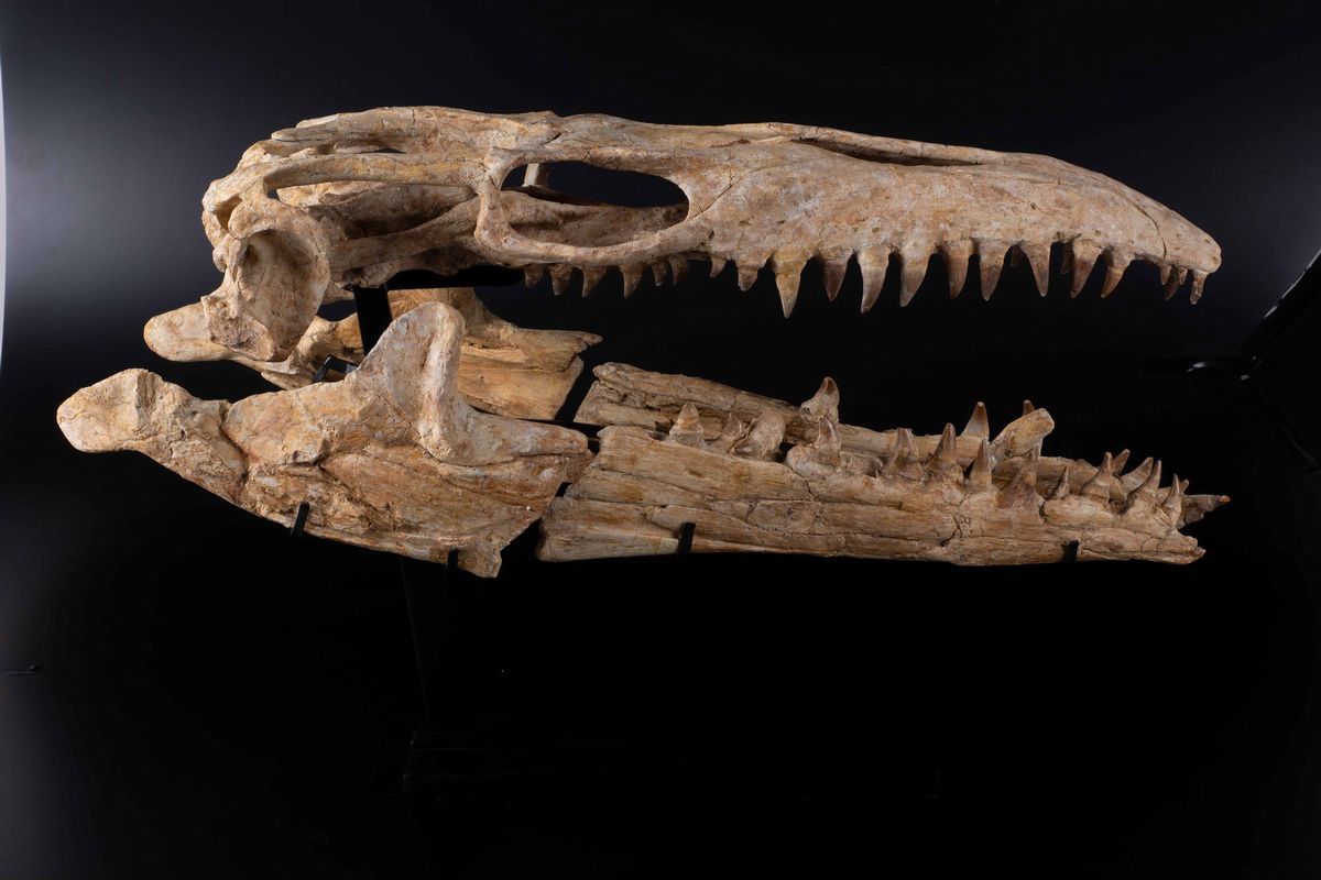 Cranio di mosasauro