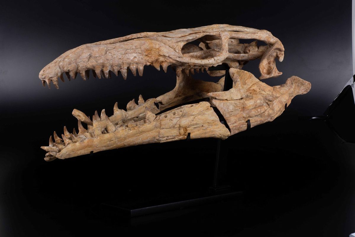 Cranio di mosasauro