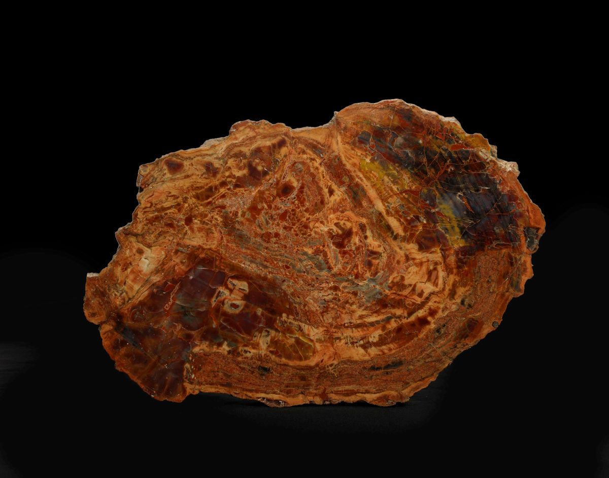 Sezione di Tronco Fossile