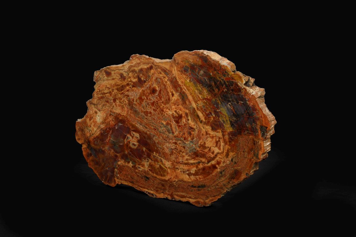 Sezione di Tronco Fossile