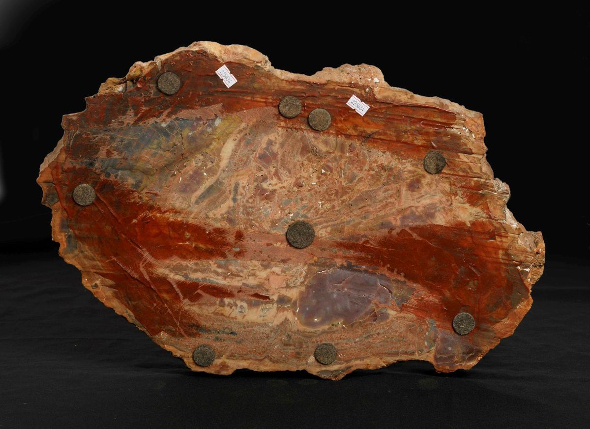 Sezione di Tronco Fossile