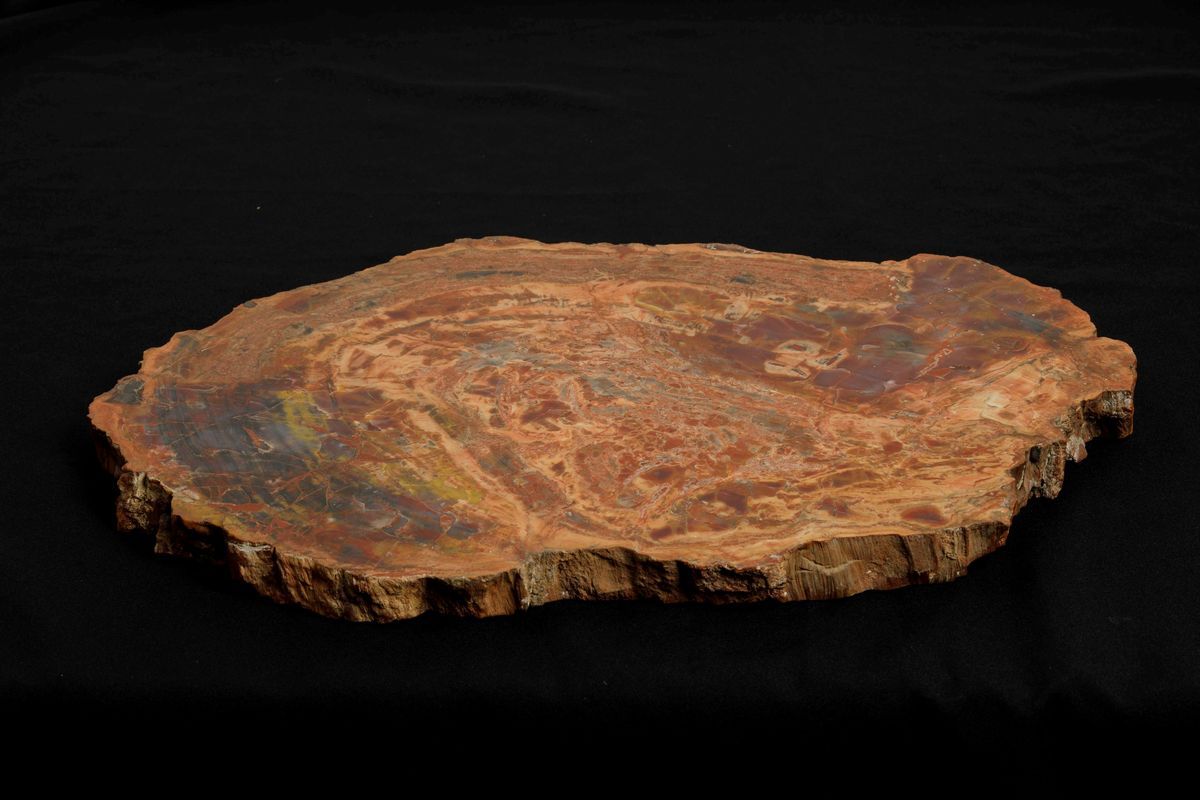 Sezione di Tronco Fossile