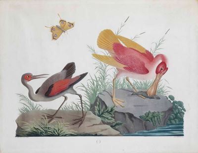 Raineri Vittorio (genova 1797 – Milano 1869)acquaforte e Acquatinta Raffigurante Due Uccelli Palu...