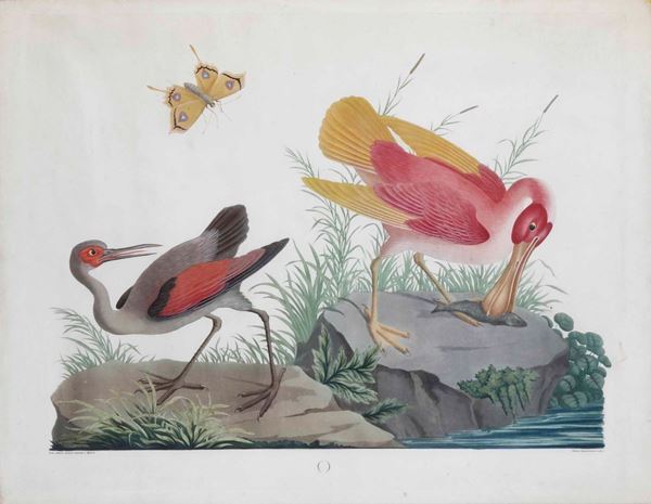 Raineri Vittorio (Genova 1797 – Milano 1869) Acquaforte e acquatinta raffigurante due uccelli palustri e una farfalla in ambiente naturale.