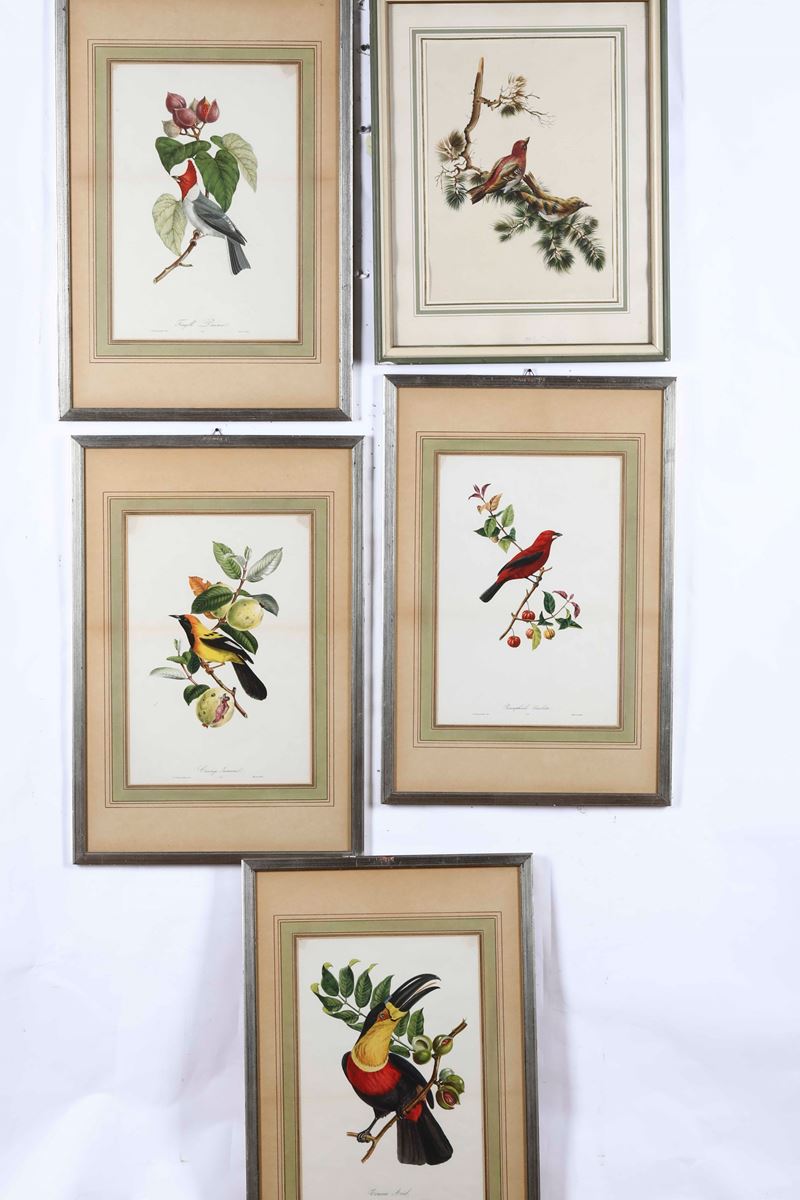 Cinque cromolitografie con soggetti ornitologici. Fine Secolo XIX  - Auction Antique April - Cambi Casa d'Aste