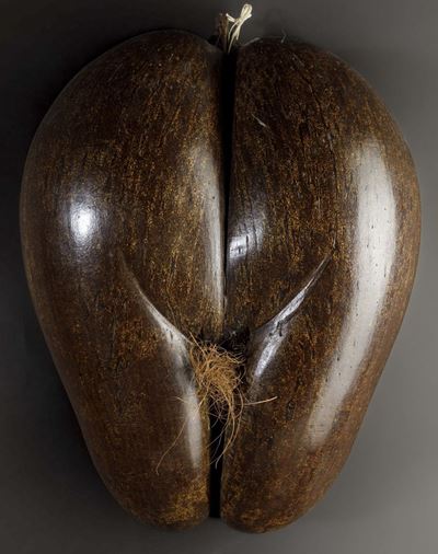Coco De Mer