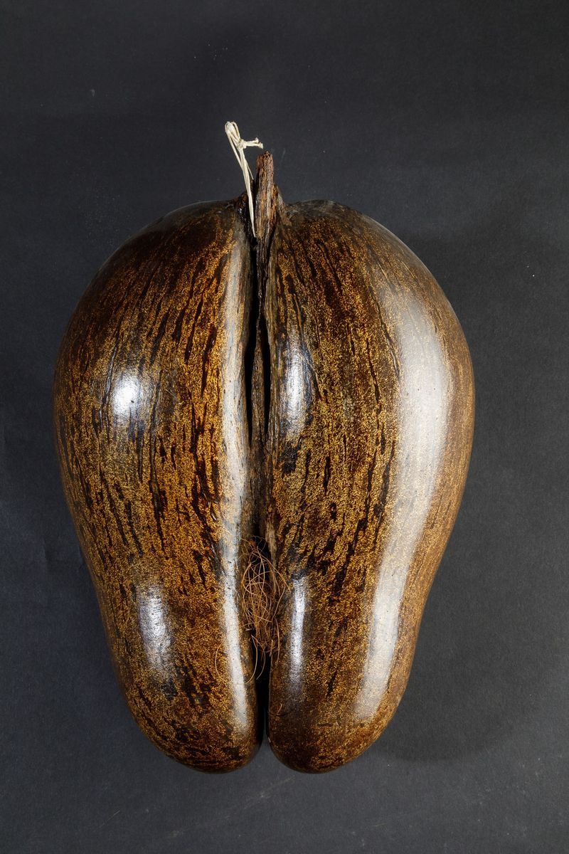 Coco De Mer