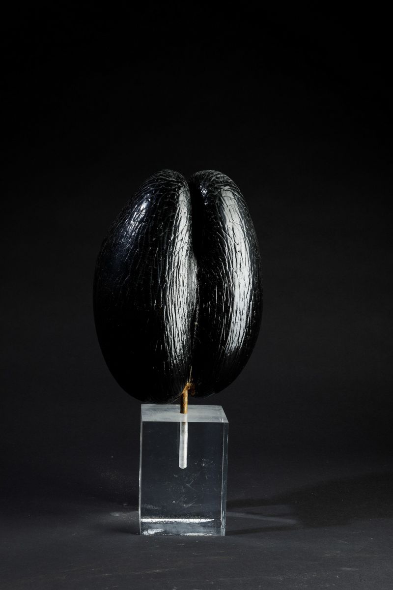 Coco De Mer