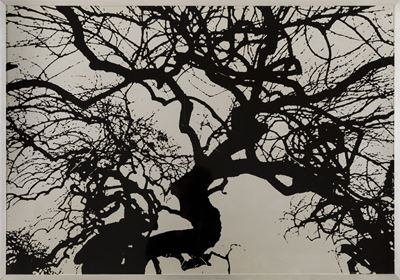 Franco Fontana (1937)albero