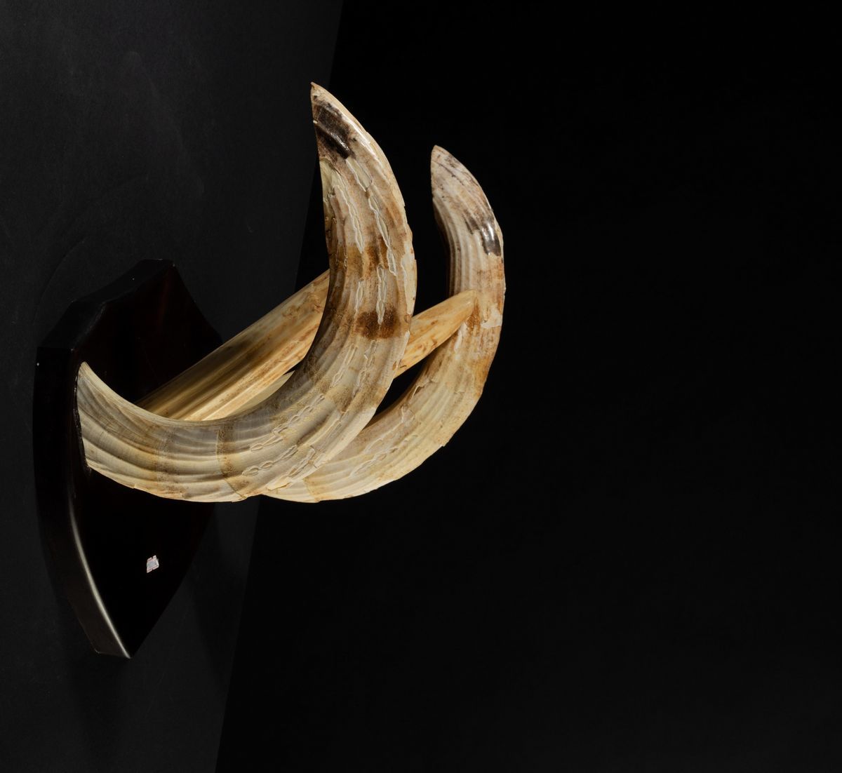 Denti di Ippopotamo