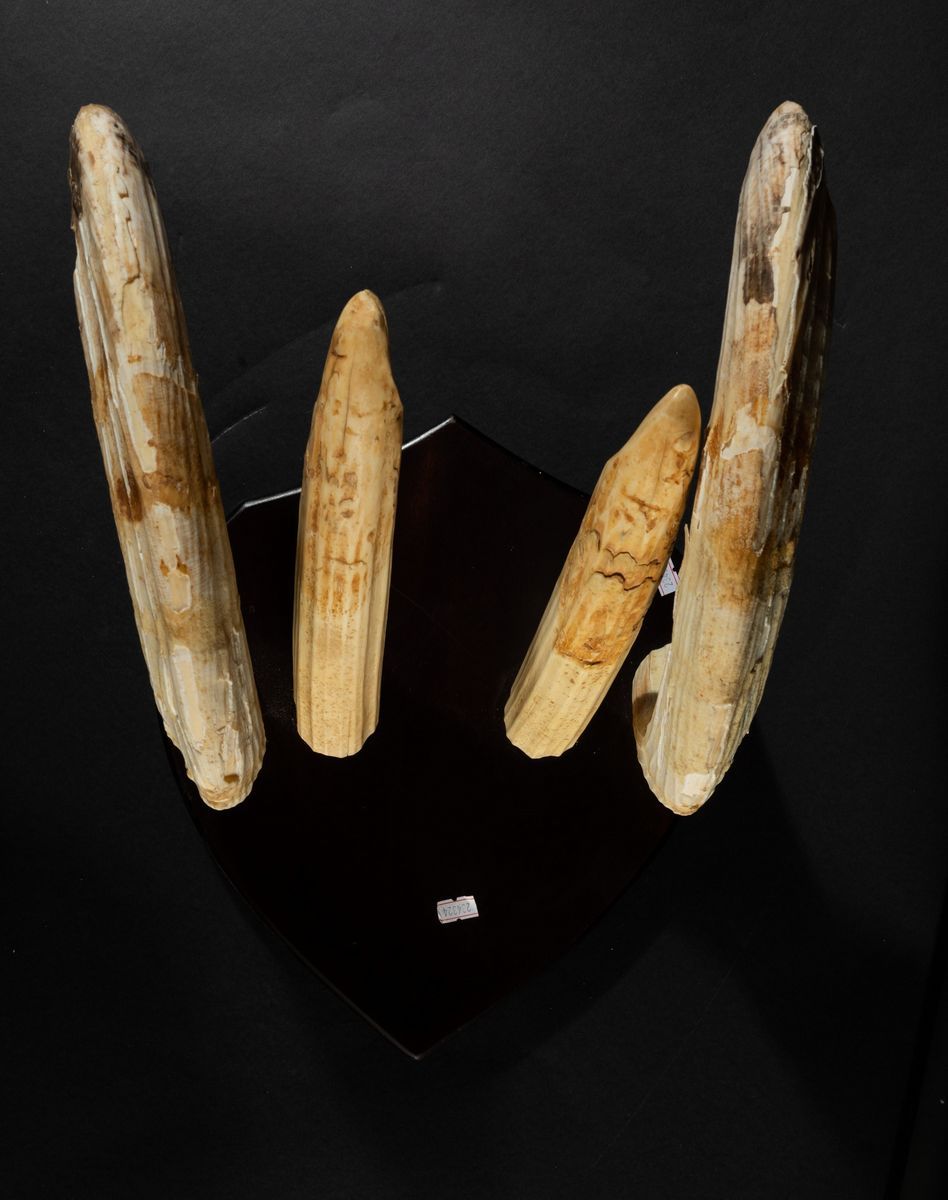 Denti di Ippopotamo