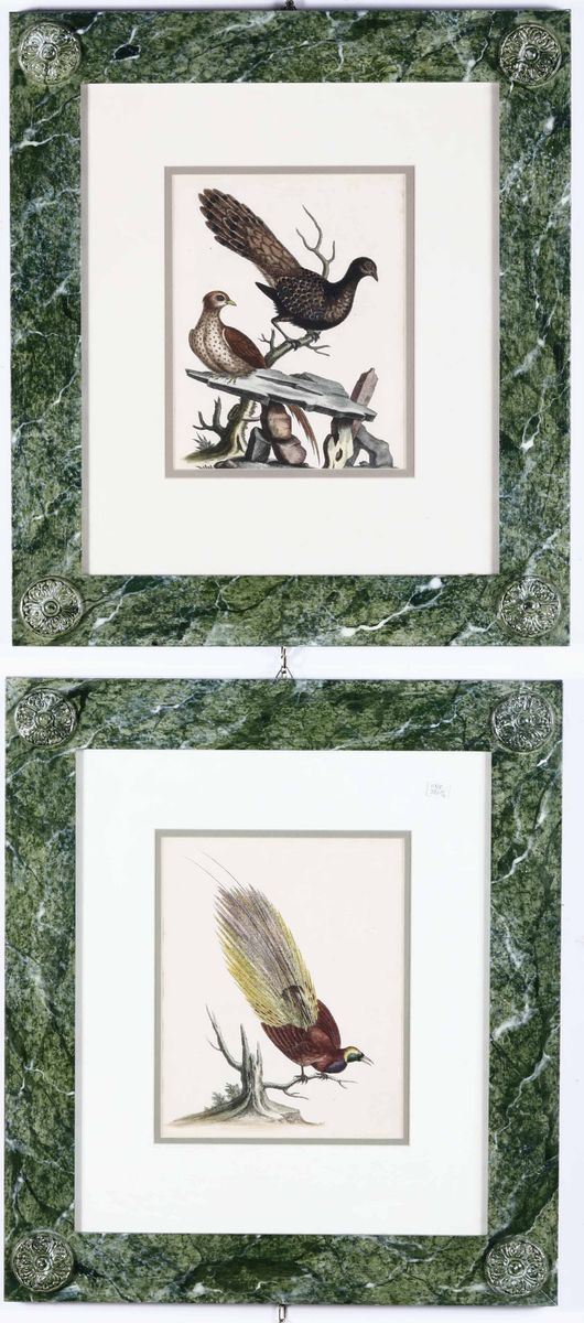 Lodge Edwards George Due incisioni raffiguranti uccelli in bella coloritura  - Auction Rare Books - Cambi Casa d'Aste