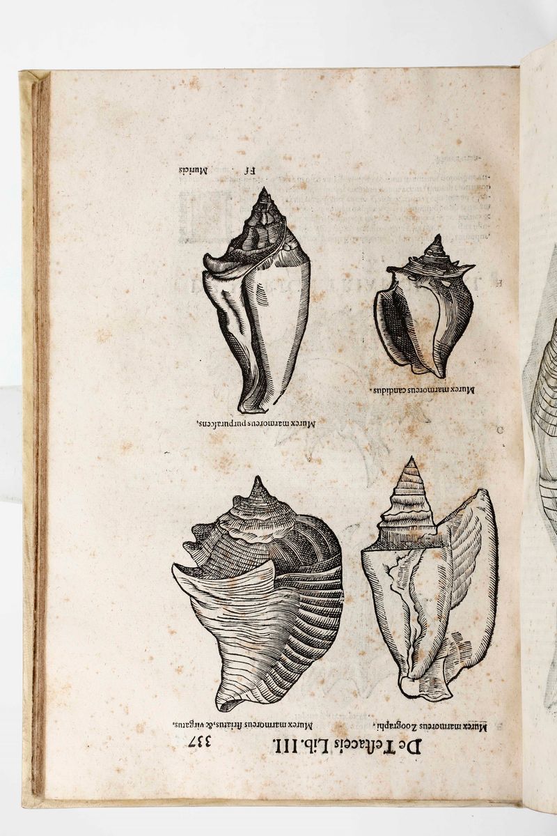 Aldrovandi Ulisseulyssis Androvandi Philosophi Et Medici Bononiensis, De Reliquis Animalibus Exan...