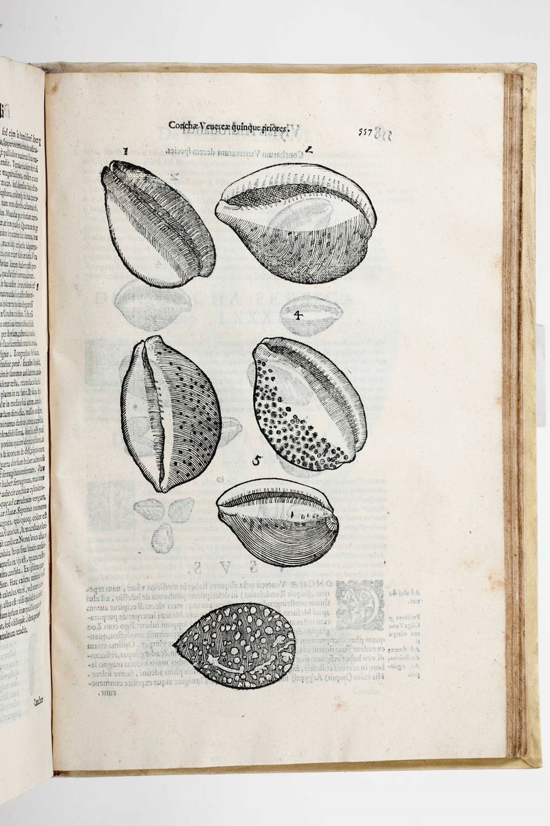Aldrovandi Ulisseulyssis Androvandi Philosophi Et Medici Bononiensis, De Reliquis Animalibus Exan...
