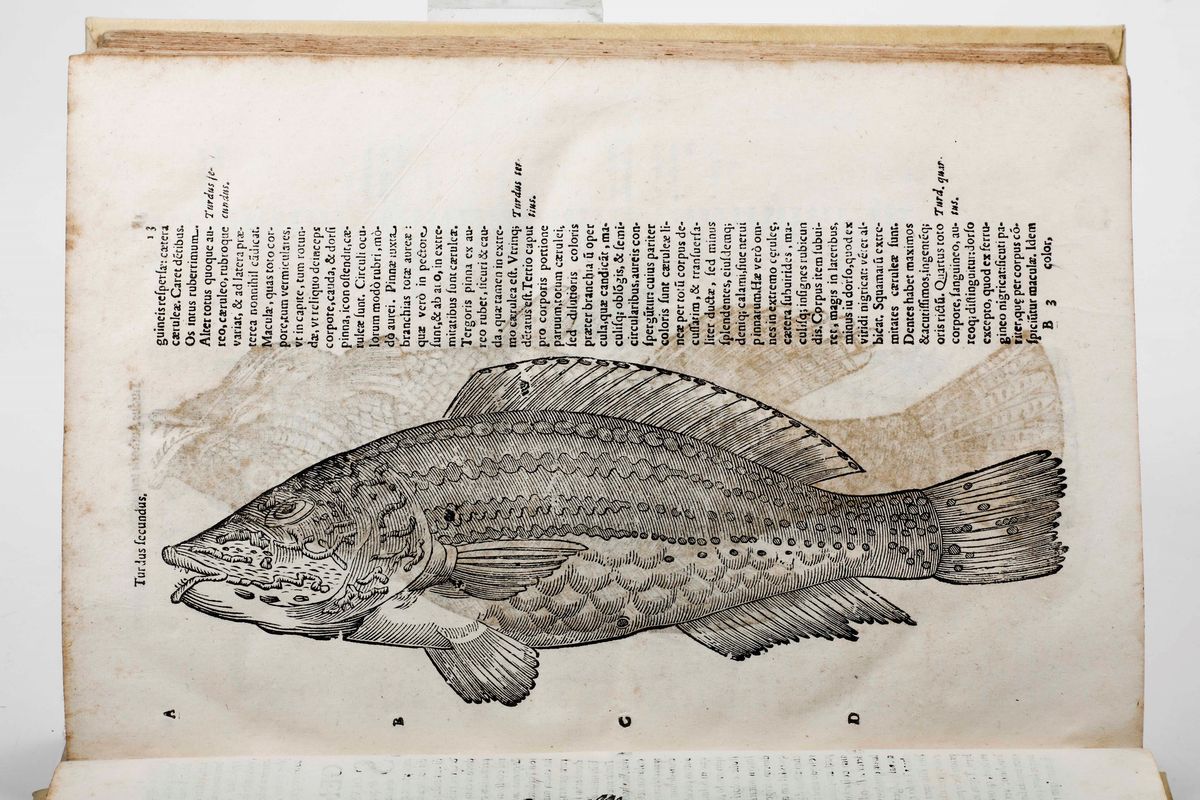 Aldrovandi Ulisseulyssis Androvandi Philosophi Et Medici Bononiensis, De Piscibus Libri V Et De C...