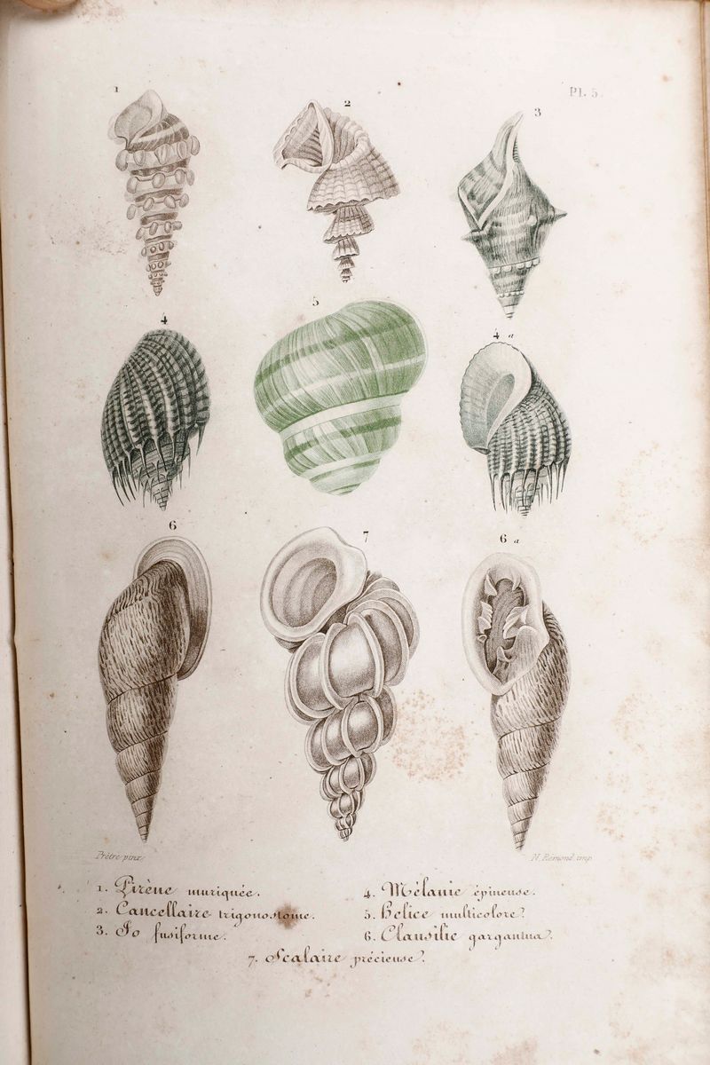 J. C. Chenu - Chenu J. C.L'historie Naturelle Des Animaux... Parigi, J.j. Dubochet, le Chevalier ...