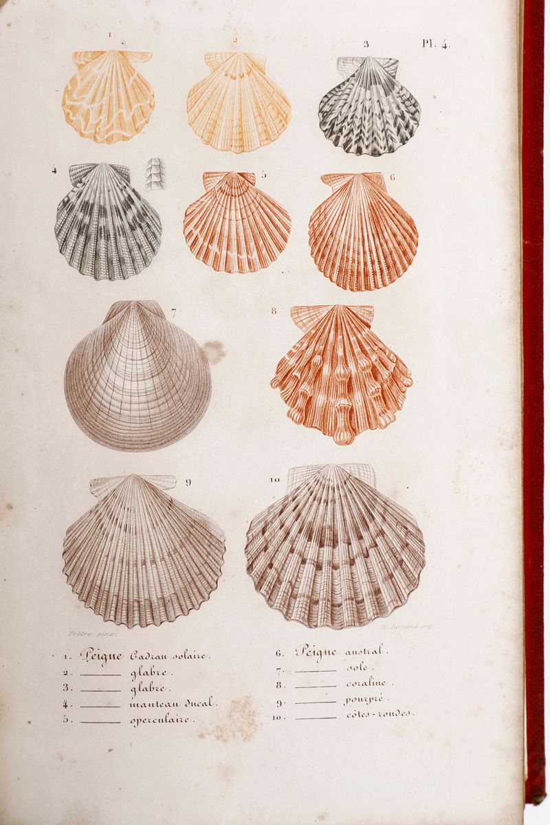 J. C. Chenu - Chenu J. C.L'historie Naturelle Des Animaux... Parigi, J.j. Dubochet, le Chevalier ...