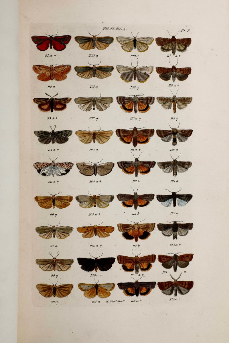 William Wood - Wood William a Complete Illustrated Catalogue Consisting Of Upwards Of Two Thousan...