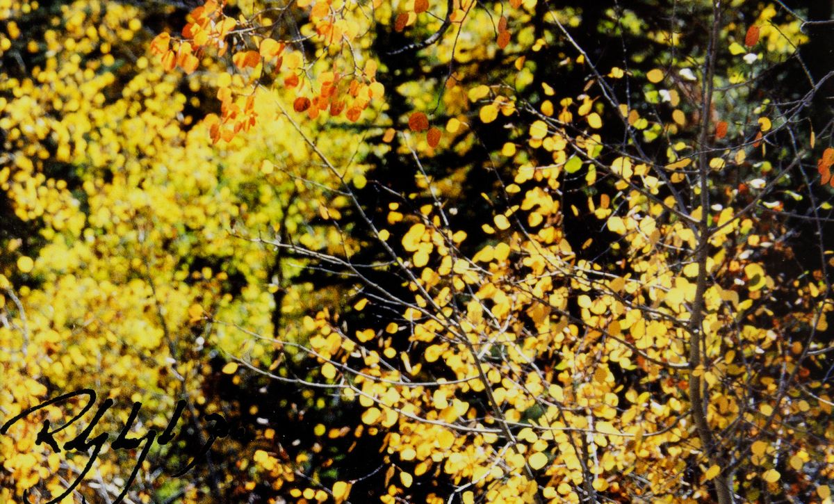 Rodney Lough Jr (1960)silver Aspens The Gunnison National Forest Colorado