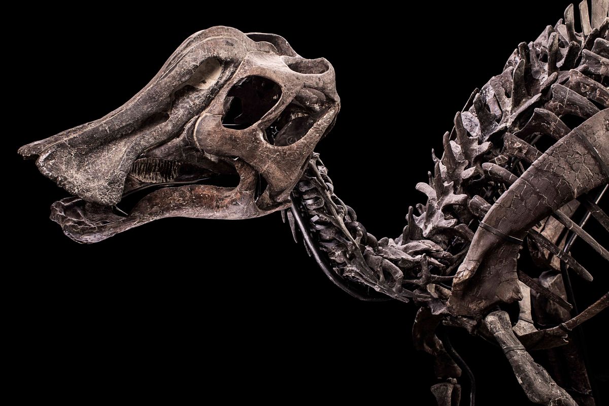 Hypacrosaurus Sp.