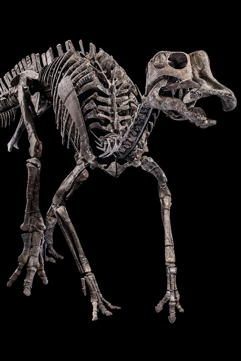 Hypacrosaurus Sp.