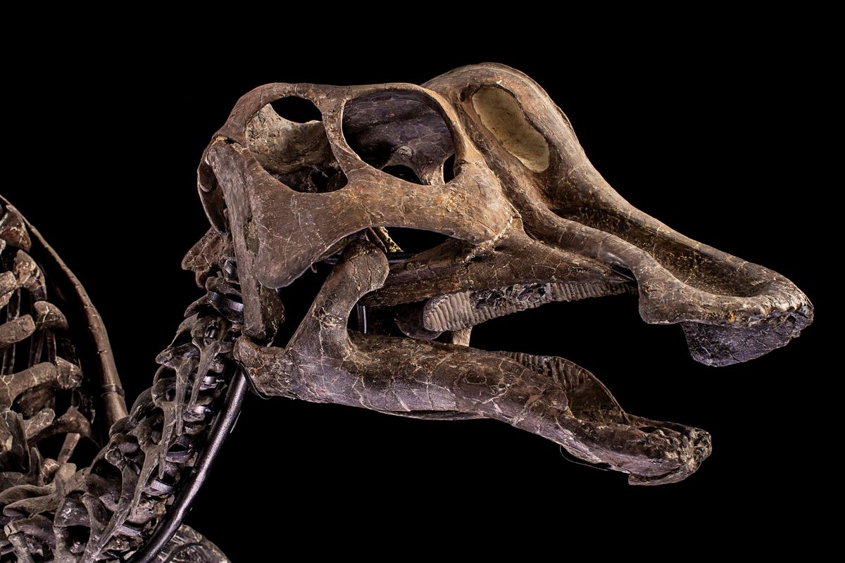 Hypacrosaurus Sp.