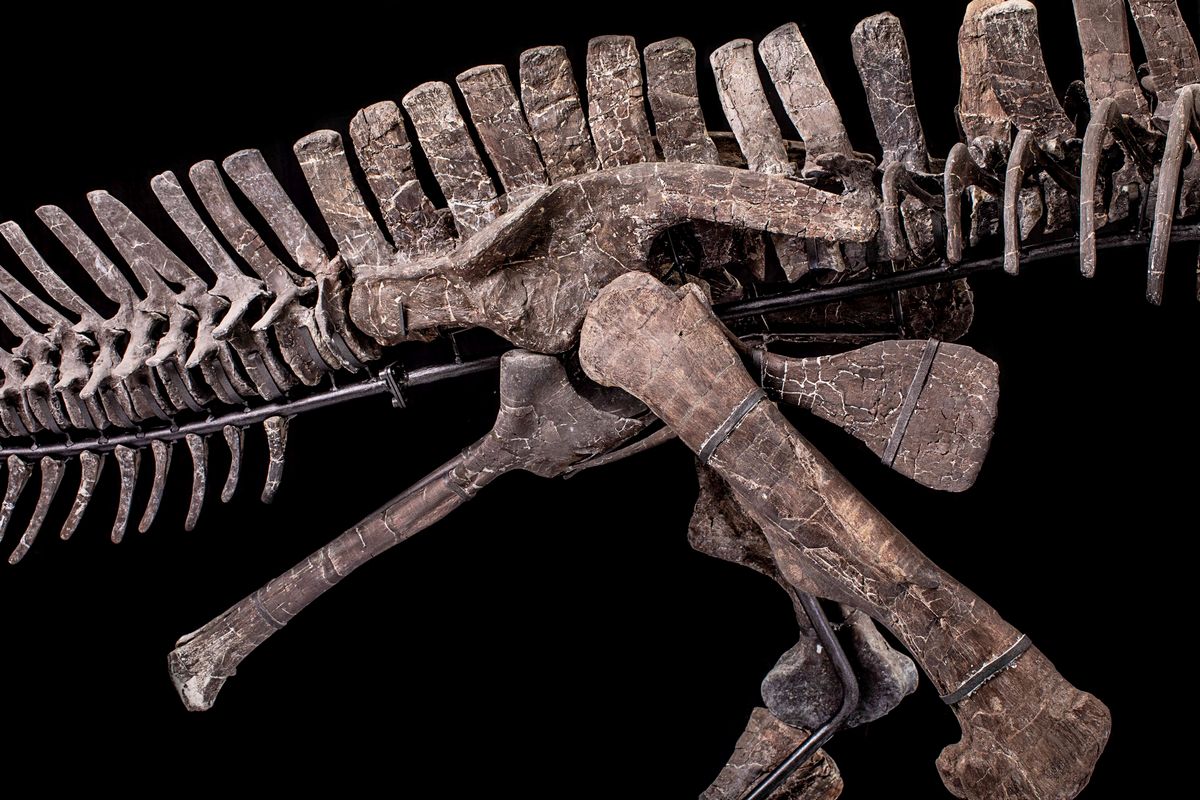 Hypacrosaurus Sp.