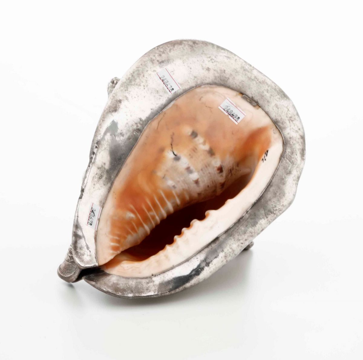 Conchiglia Rivestita in Argento 999. Maison Federico Buccellati. Milano XX Secolo