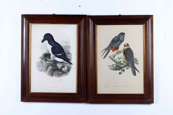 Falco cuculo, 1869