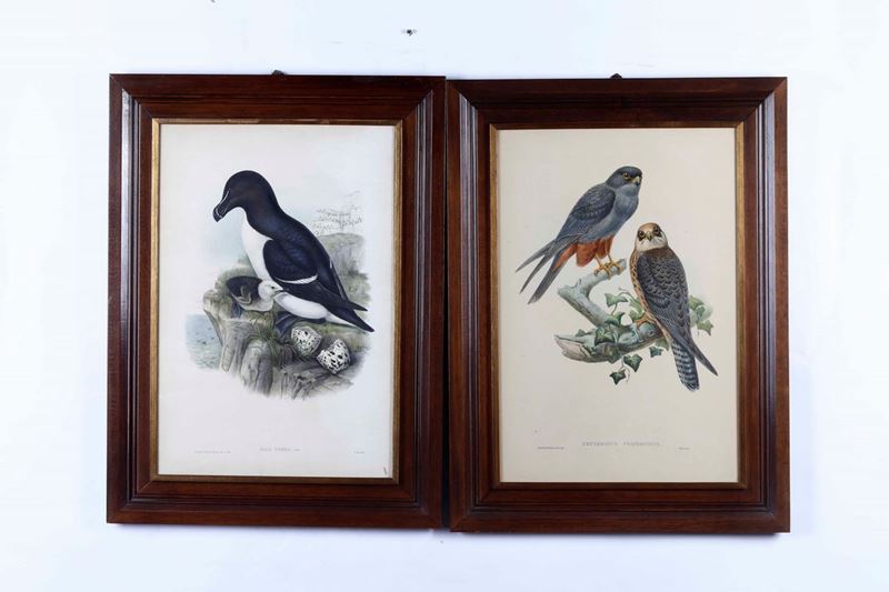 John Gould : Falco cuculo, 1869  - Auction Timed Auction | Antique Books, Prints, Engravings and Maps - Cambi Casa d'Aste