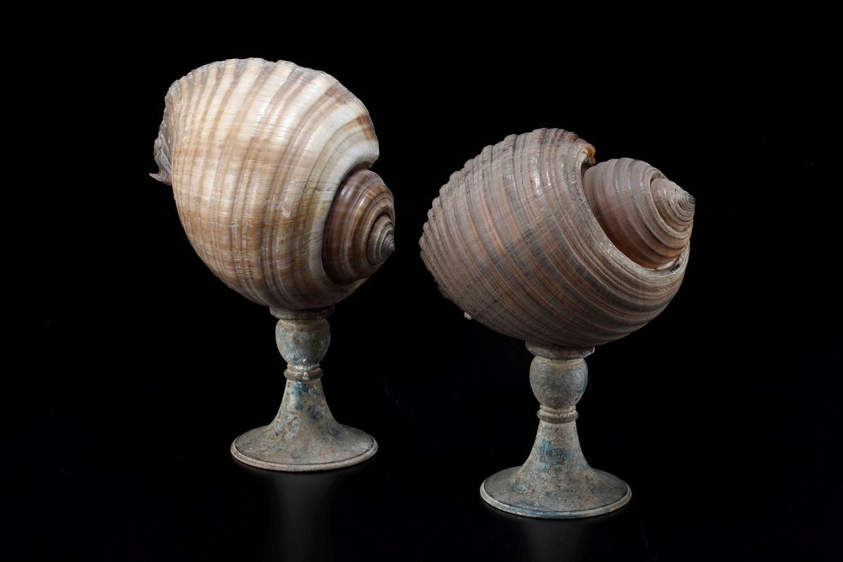 Conchiglie Montate