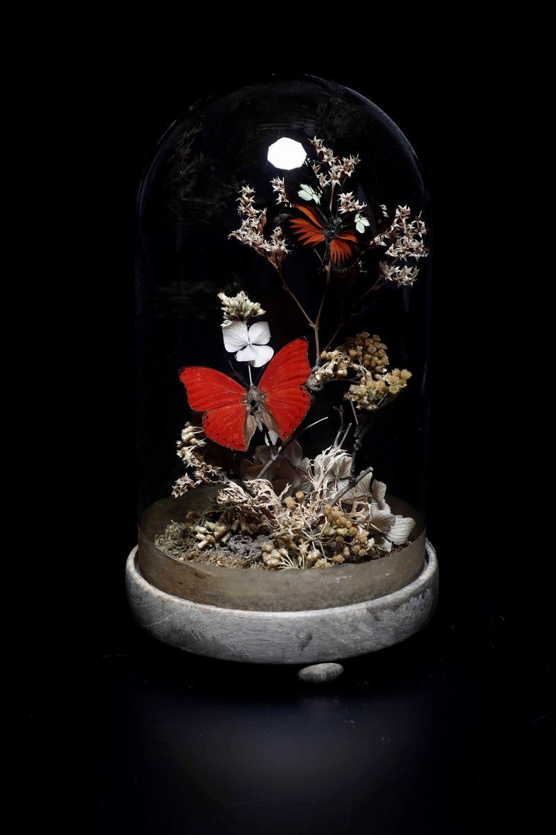 Diorama con Farfalle in Teca Vitrea