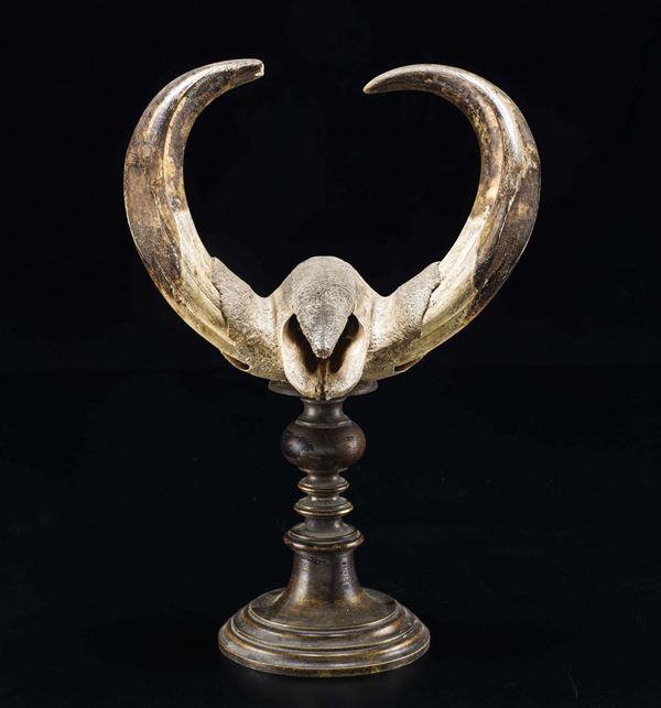 Warthog trophy