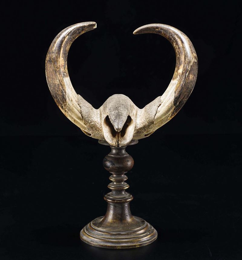 Warthog trophy  - Auction Mirabilia Naturalia - Cambi Casa d'Aste