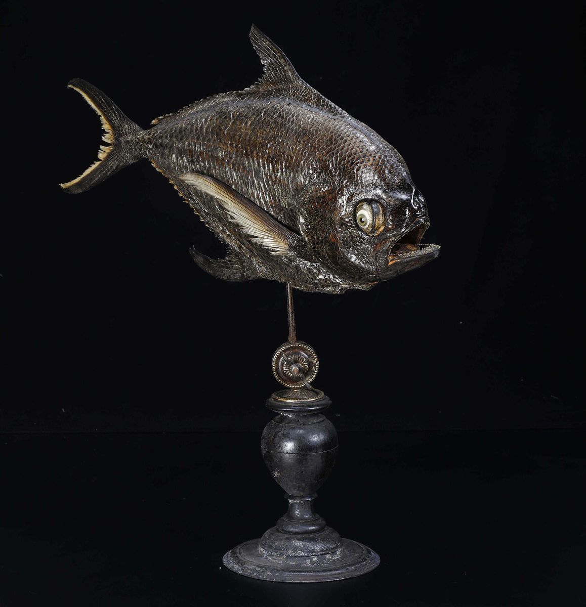 Pesce Brama