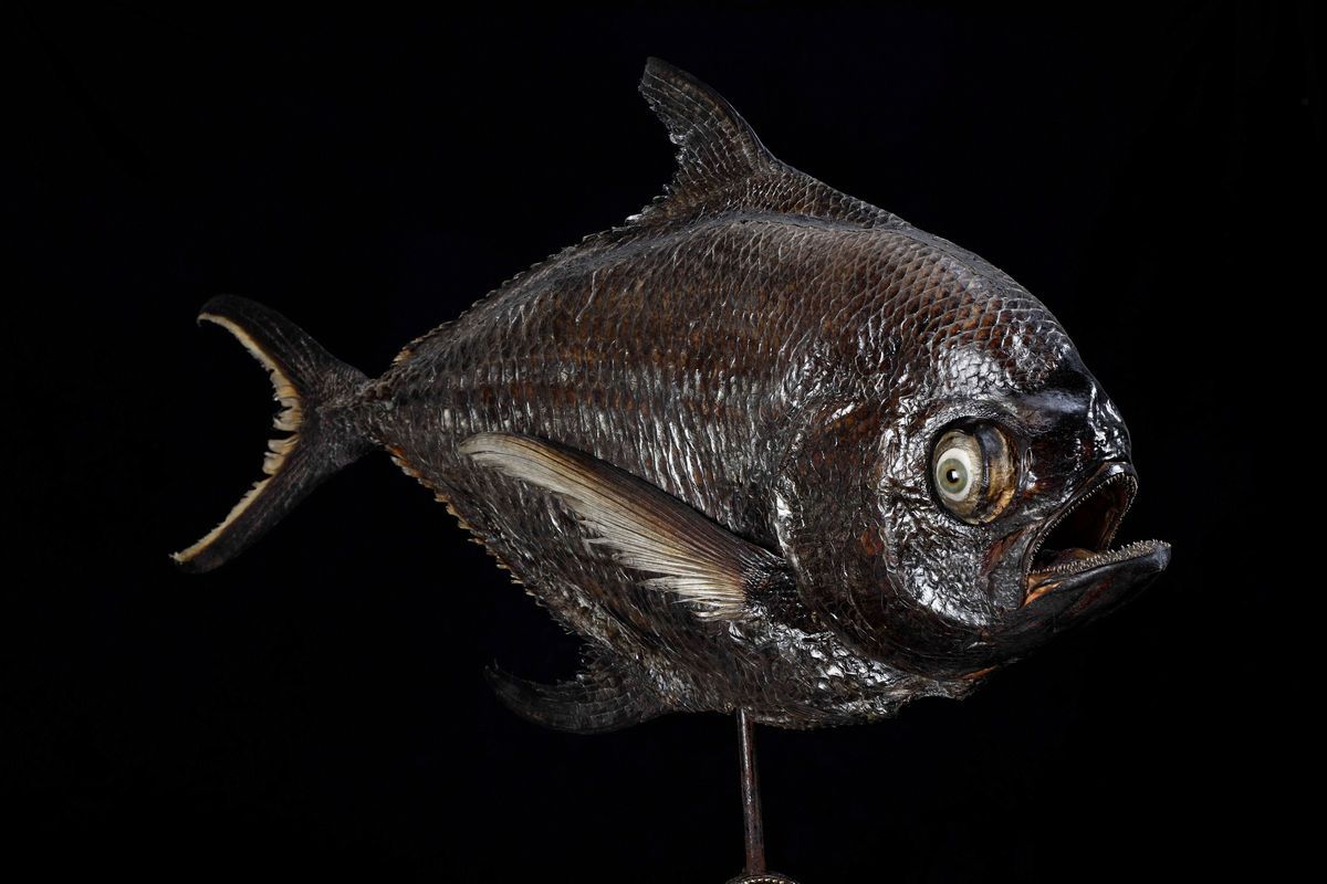 Pesce Brama