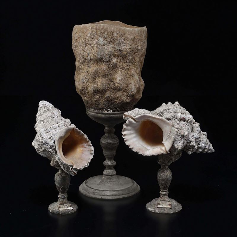 Two Tutufa shells and a Neptune's cup sponge  - Auction Mirabilia Naturalia - Cambi Casa d'Aste