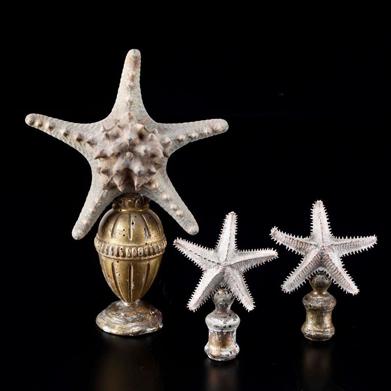 Starfish  - Auction Mirabilia Naturalia - Cambi Casa d'Aste