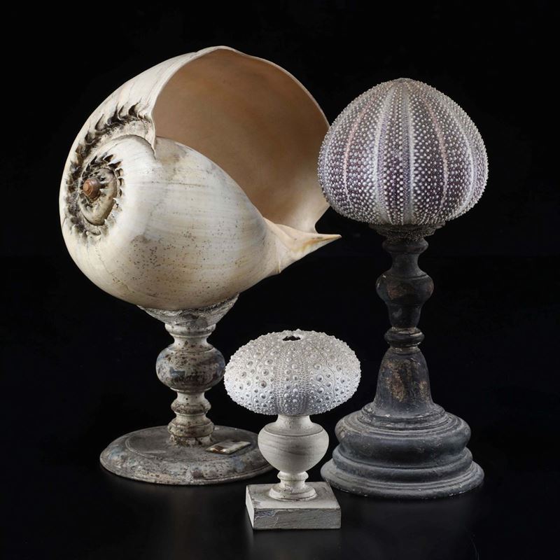 A marine collection  - Auction Mirabilia Naturalia - Cambi Casa d'Aste