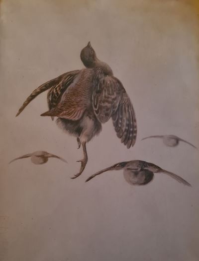 Volatili