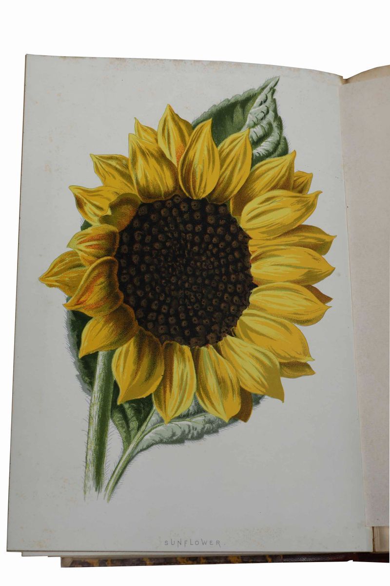 Autori Vari - Botanica e Floricultura - Raccolta di Tre Opere, Due in Lingua Inglese e una in Lin...