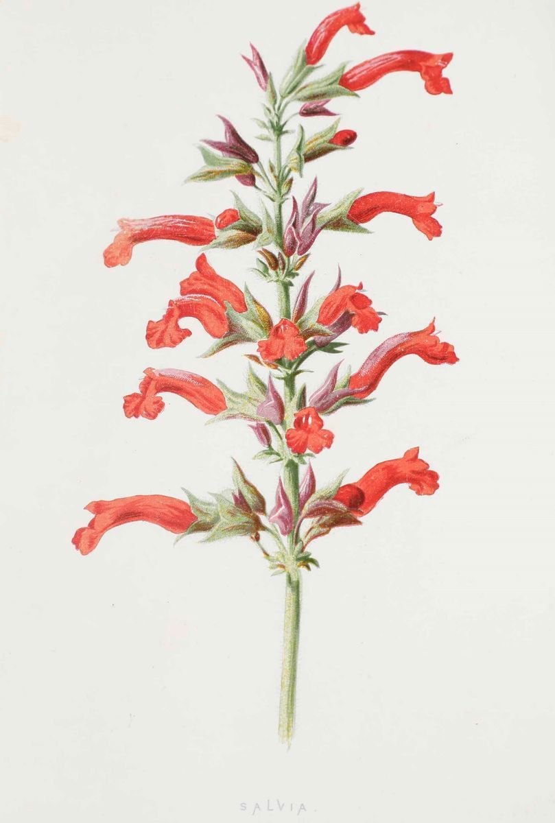 Autori Vari - Botanica e Floricultura - Raccolta di Tre Opere, Due in Lingua Inglese e una in Lin...