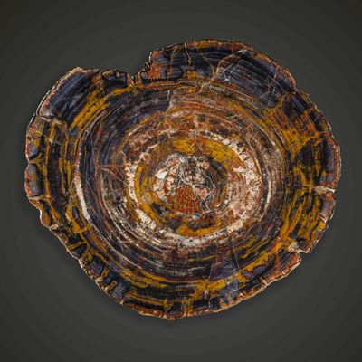 Grande Lastra di Legno Fossile