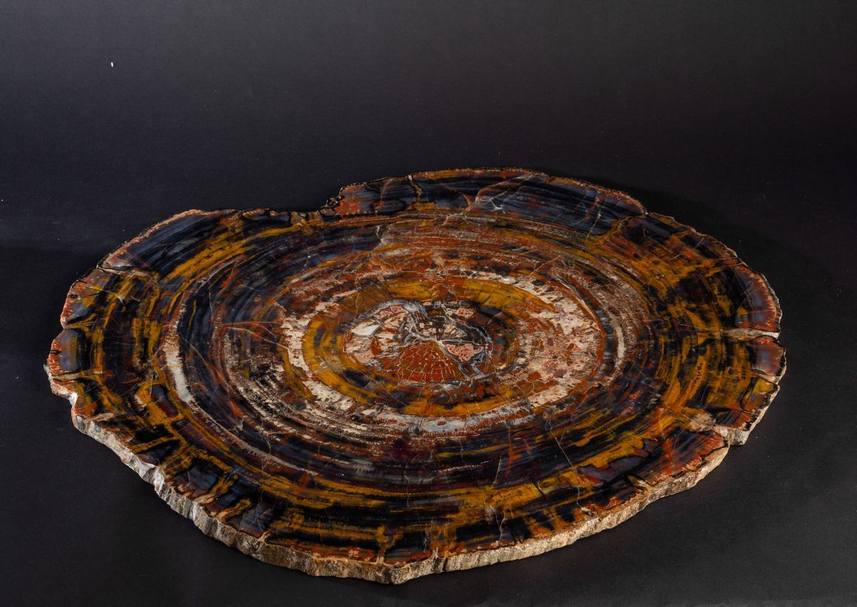 Grande Lastra di Legno Fossile
