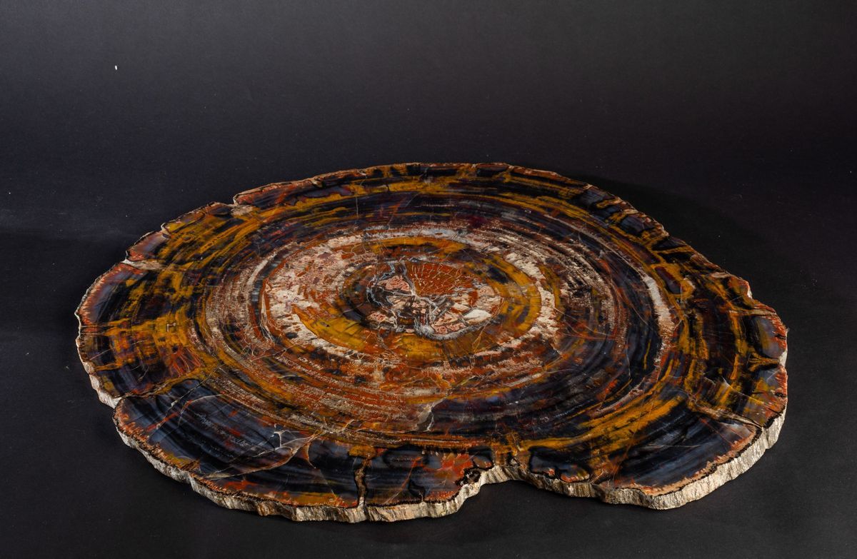Grande Lastra di Legno Fossile