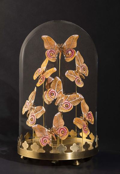 Farfalle Antherina